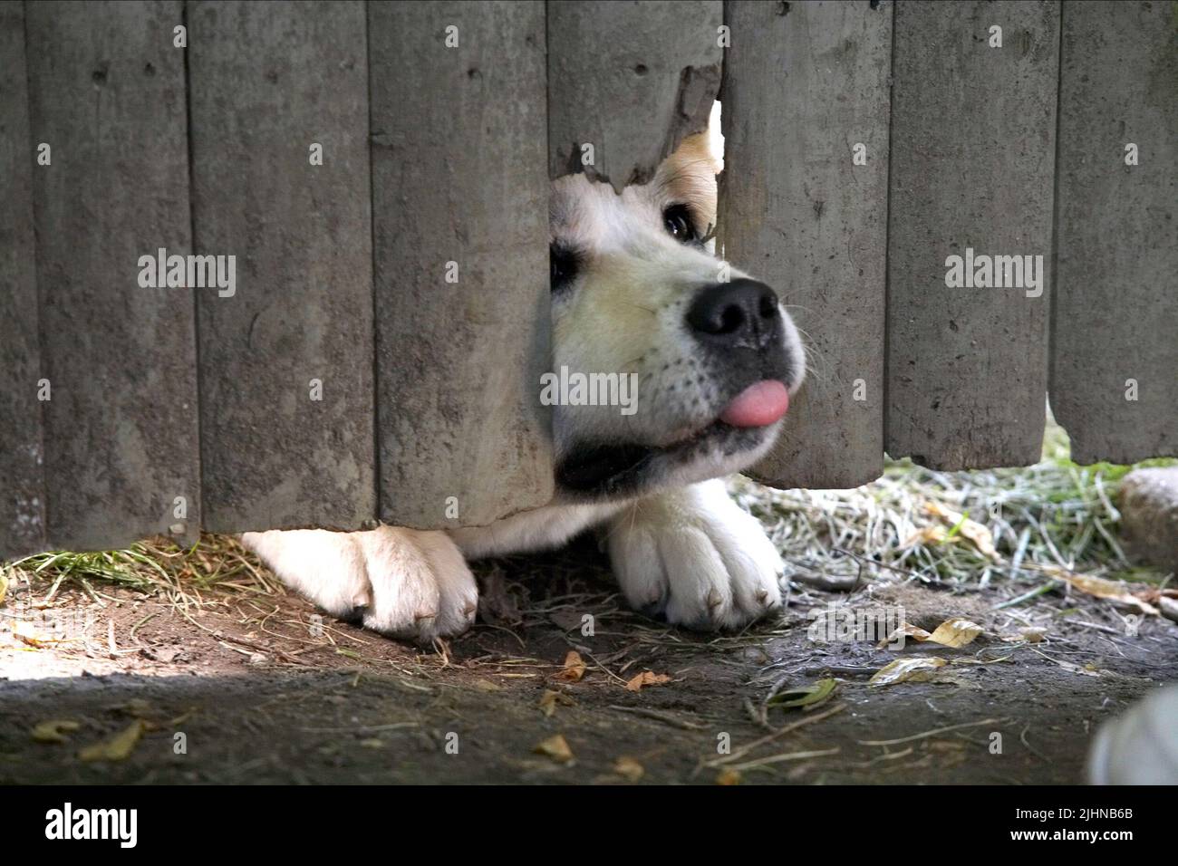 HACHIKO, HACHIKO: un cane della storia , 2009 Foto Stock