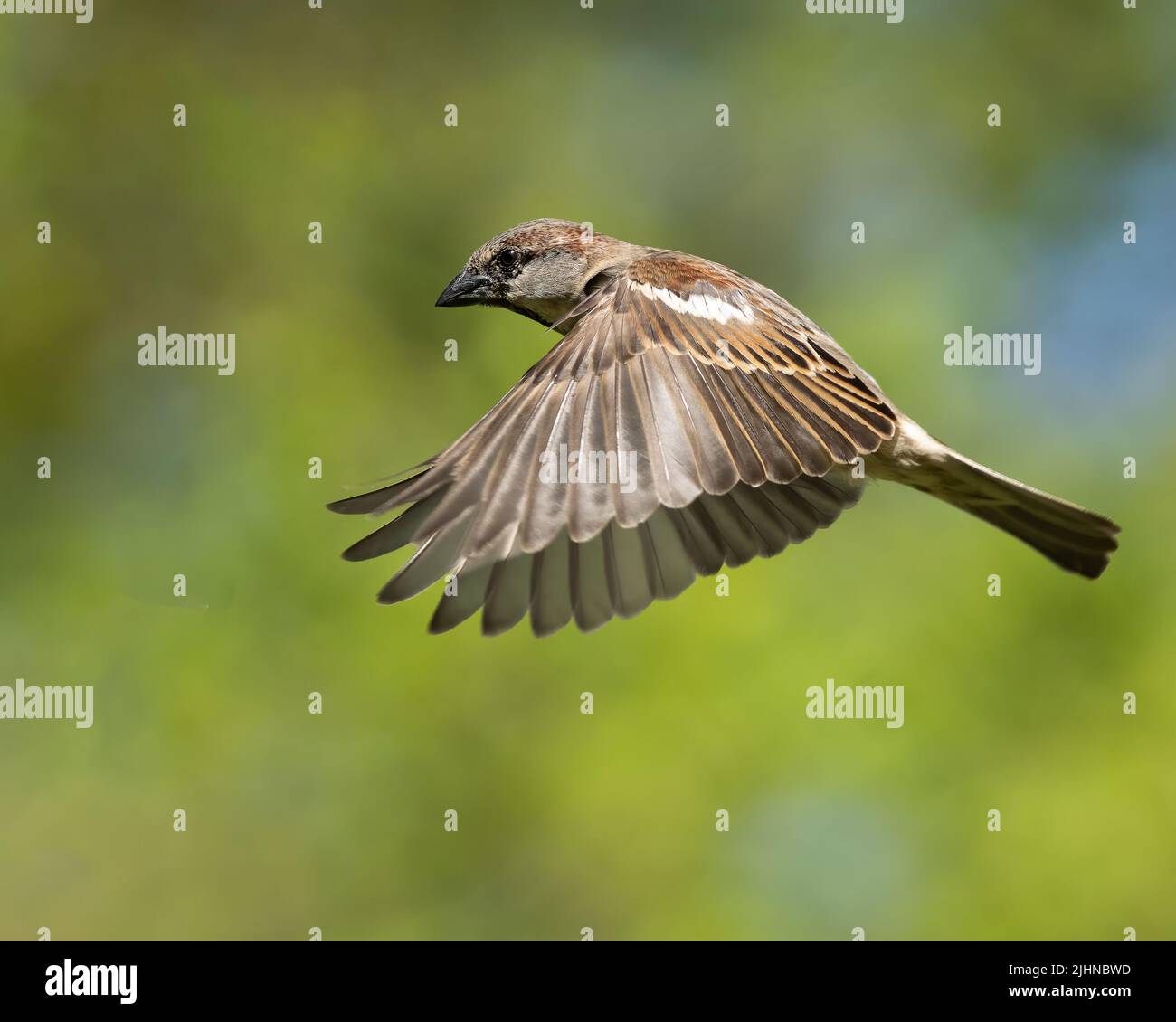 Un passero di casa che vola. Foto Stock