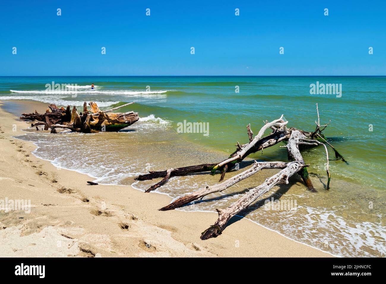 Driftwood alla spiaggia di Kouloura, proprio accanto all'estuario del fiume Pineios, Larissa, Tessaglia, Grecia. Foto Stock