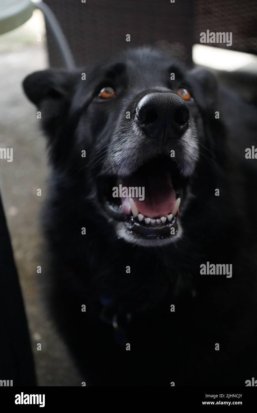 (Nero) Malamute x Shepard tedesco Foto Stock