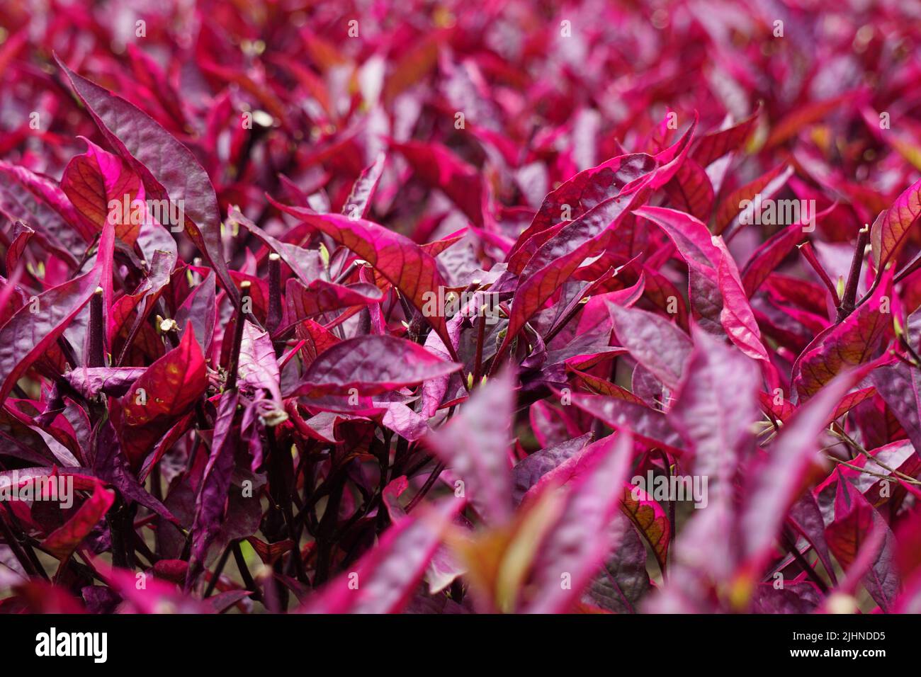 Riserva sanguinolenta rossa (L.) Blume con sfondo naturale Foto Stock