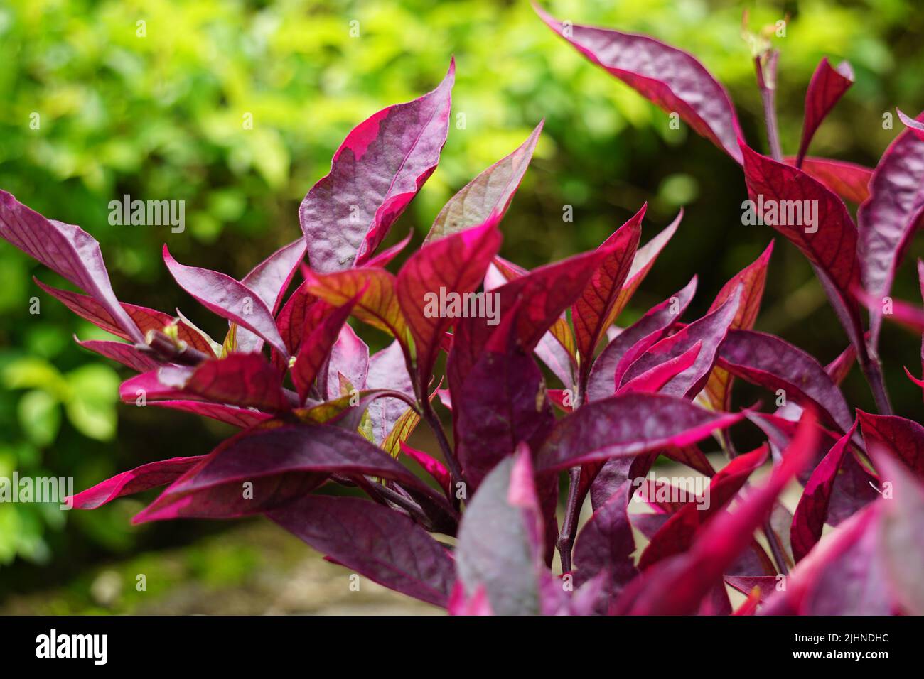 Riserva sanguinolenta rossa (L.) Blume con sfondo naturale Foto Stock