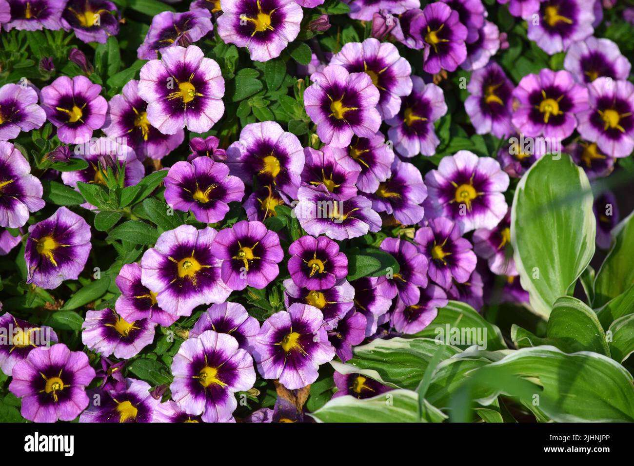 Un primo piano di un mazzo di petunias Foto Stock