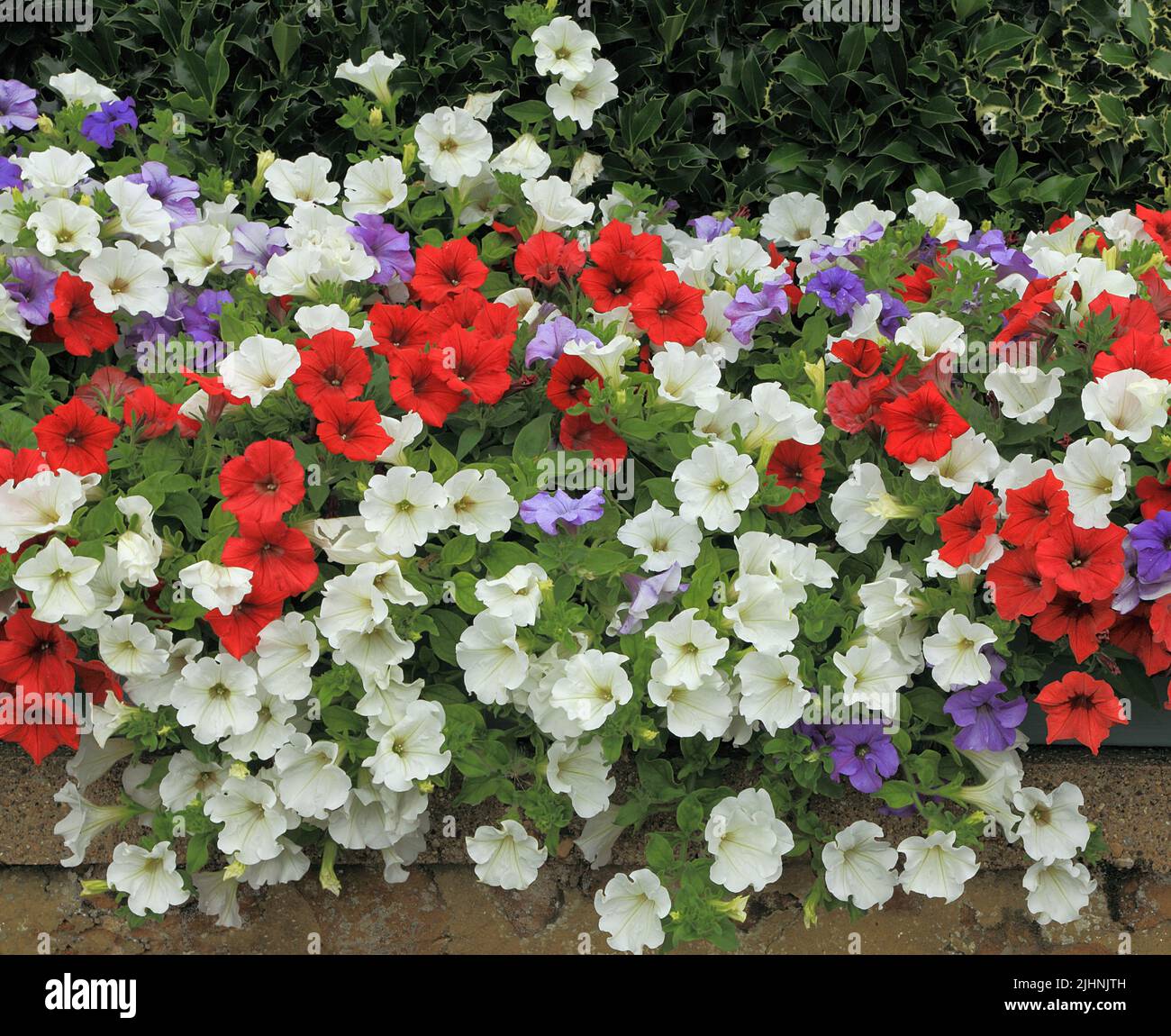 Petunias, rosso, bianco, viola blu, contenitore per montaggio a parete, giardino, giardinaggio, Norfolk, Inghilterra Foto Stock