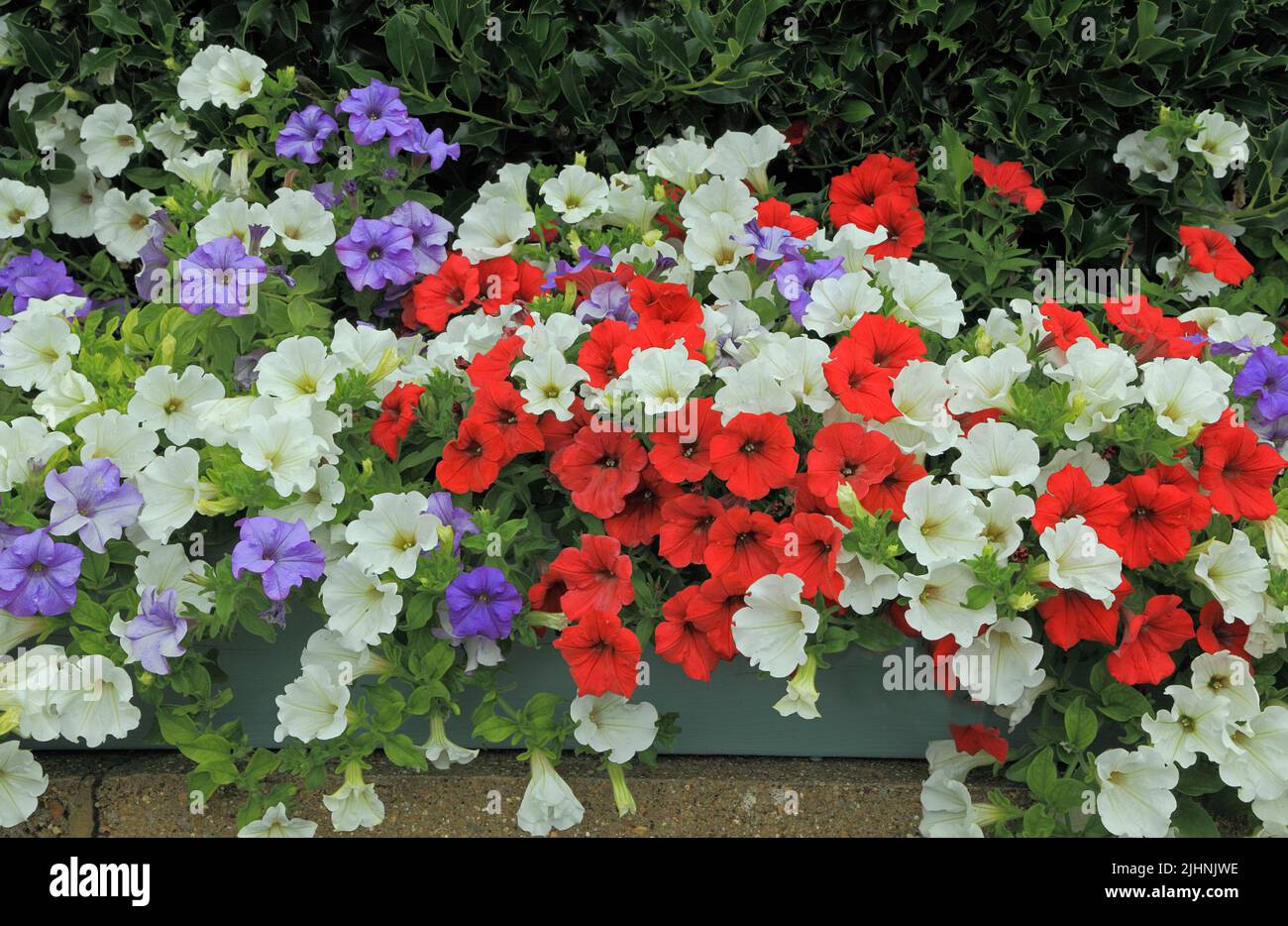 Petunias, rosso, bianco, viola blu, contenitore per montaggio a parete, giardino, giardinaggio, Norfolk, Inghilterra Foto Stock