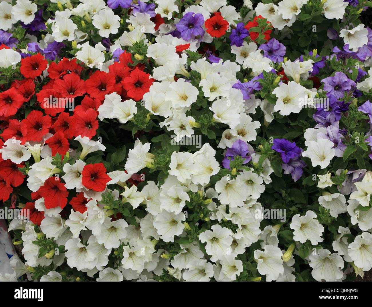 Petunias, rosso, bianco, viola blu, contenitore per montaggio a parete, giardino, giardinaggio, Norfolk, Inghilterra Foto Stock