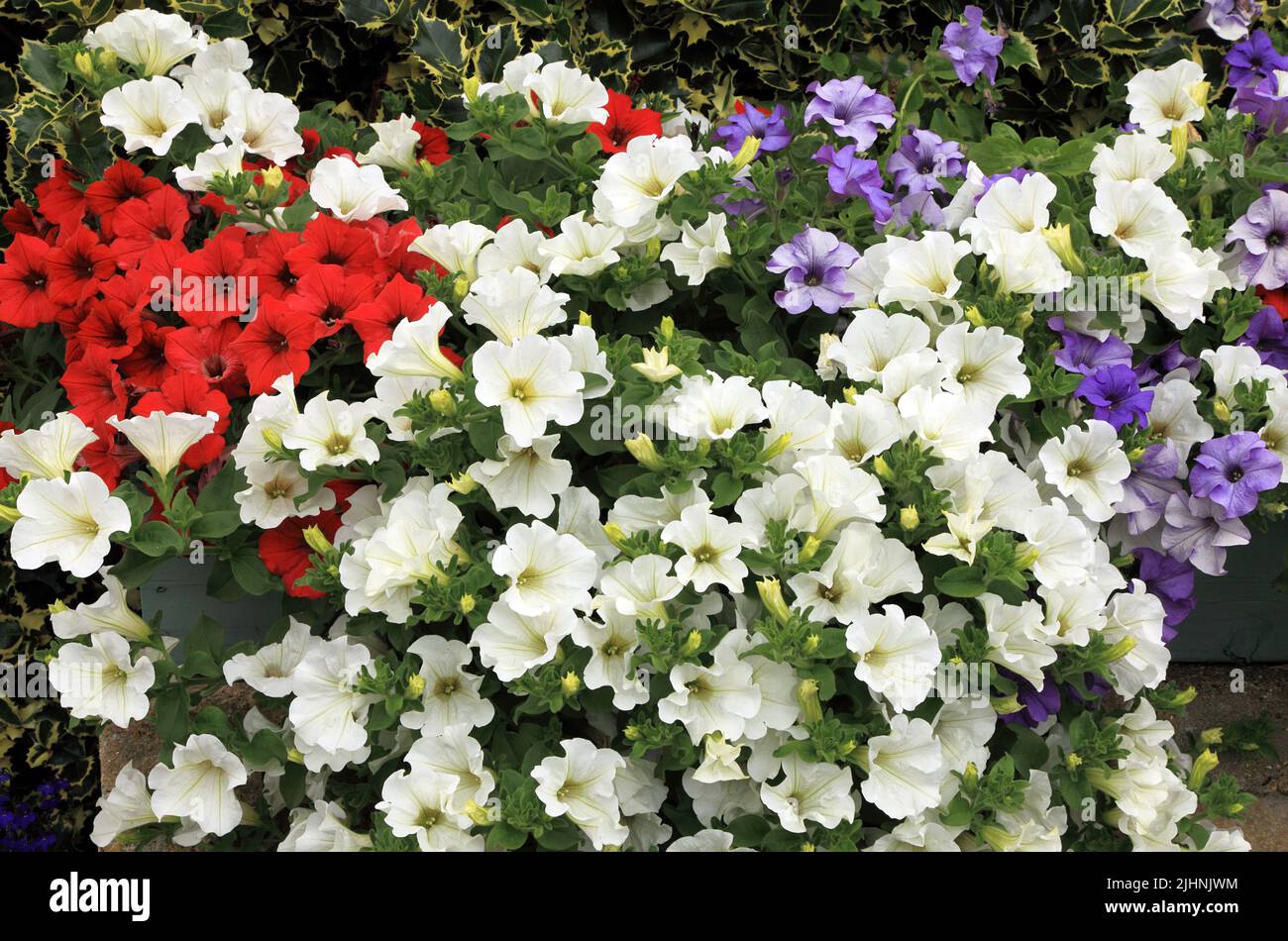 Petunias, rosso, bianco, viola blu, contenitore per montaggio a parete, giardino, giardinaggio, Norfolk, Inghilterra Foto Stock