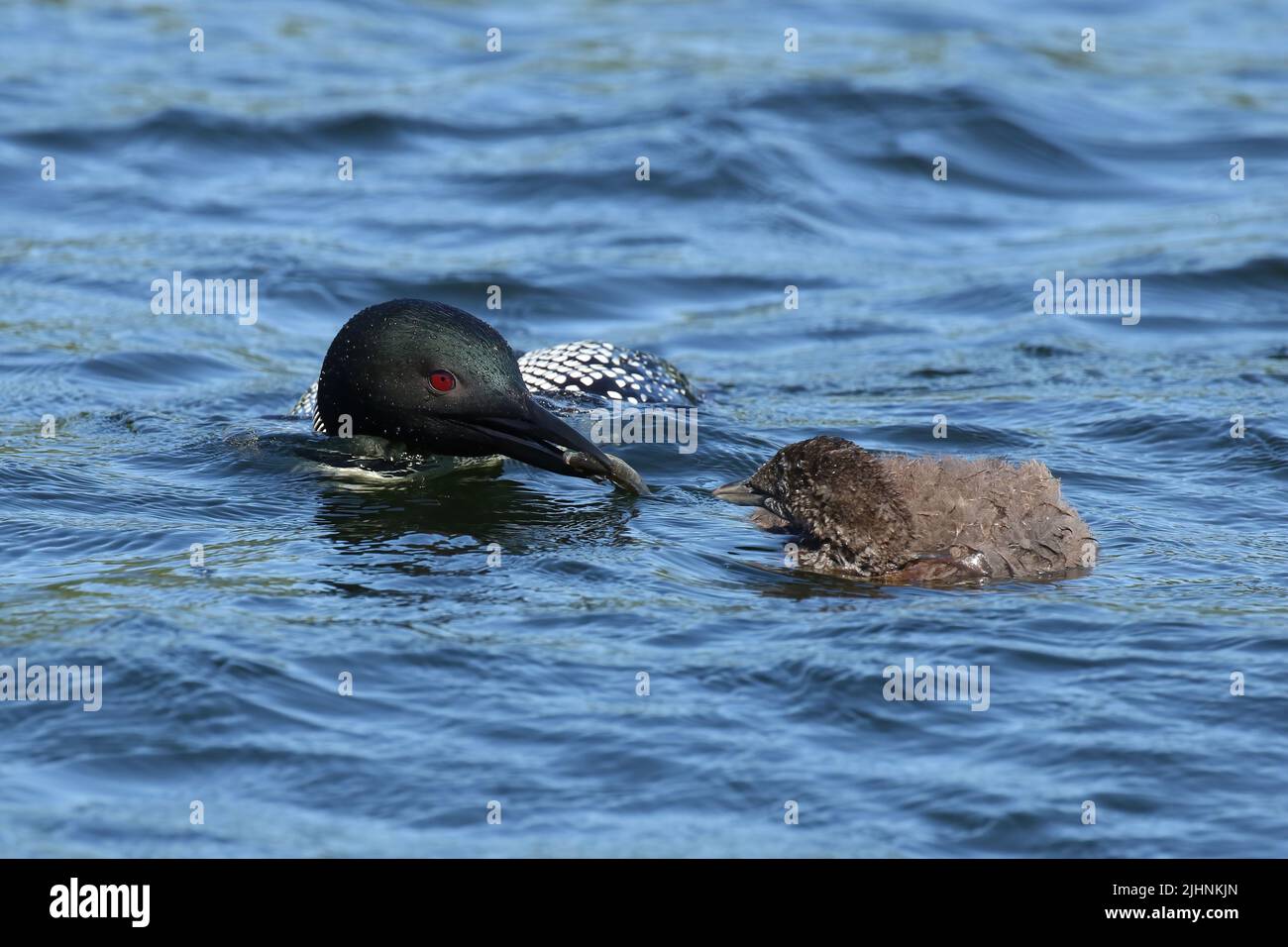 il loon adulto nutre il pulcino Foto Stock