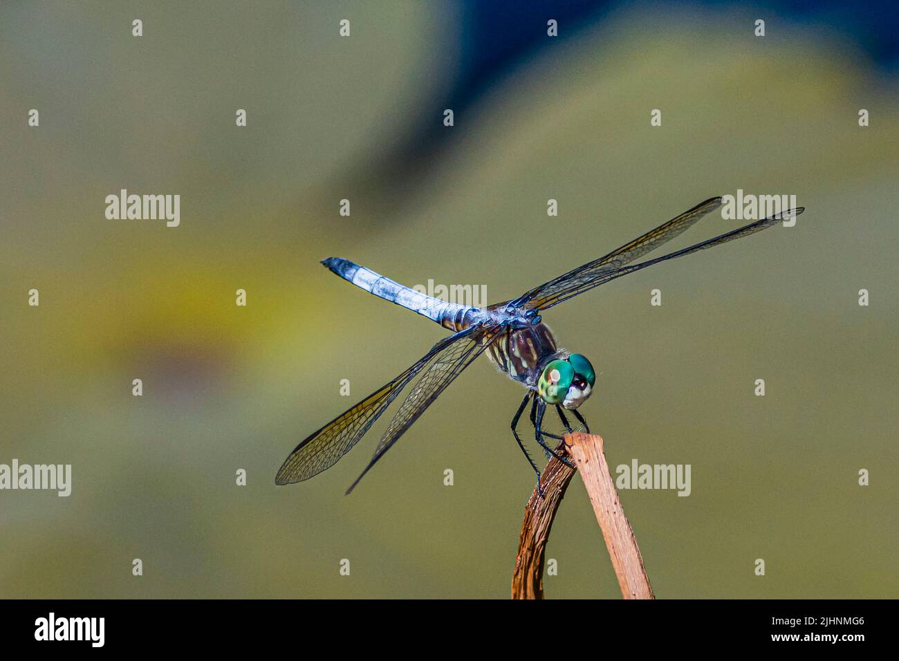 Dragonfly sorride per la fotocamera Foto Stock