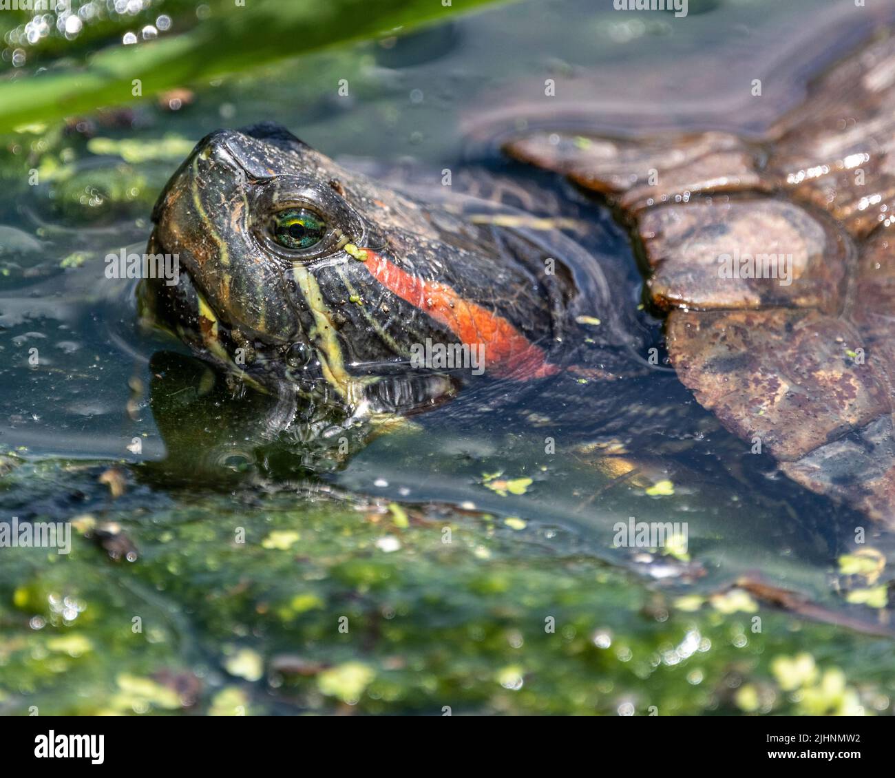 Primo piano della testa della tartaruga che si stinca da Green Pond Foto Stock