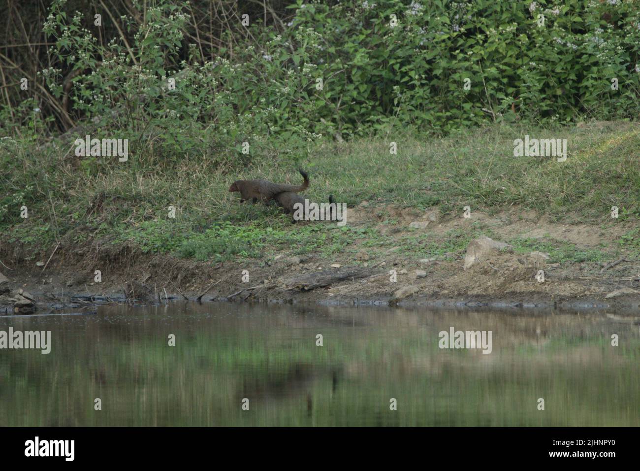 Fauna selvatica immagini dallo Sri Lanka. Visita Sri Lanka. Foto Stock