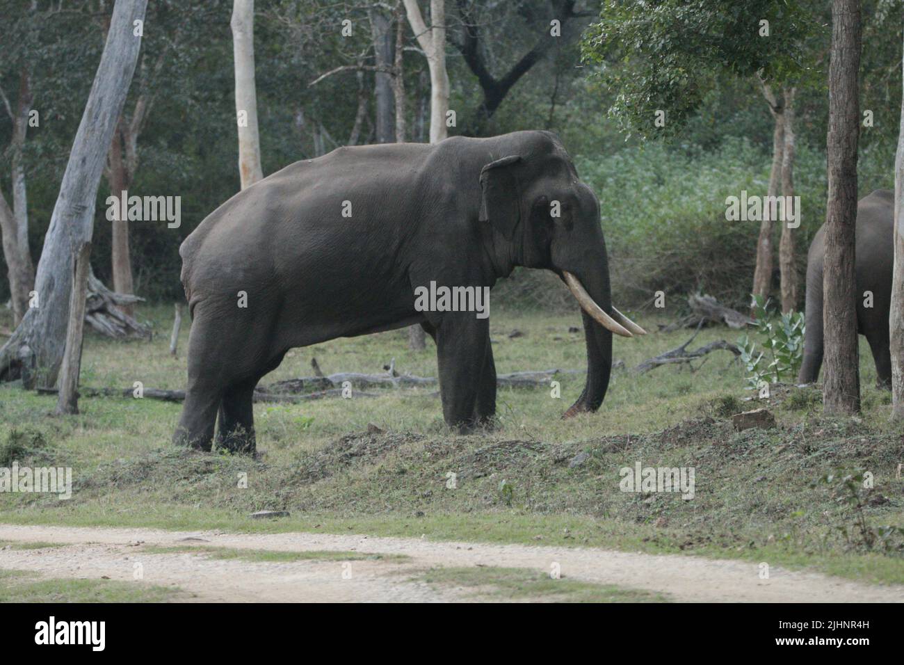 Tuskers ed elefanti nel Parco Nazionale di Nagarhole Foto Stock