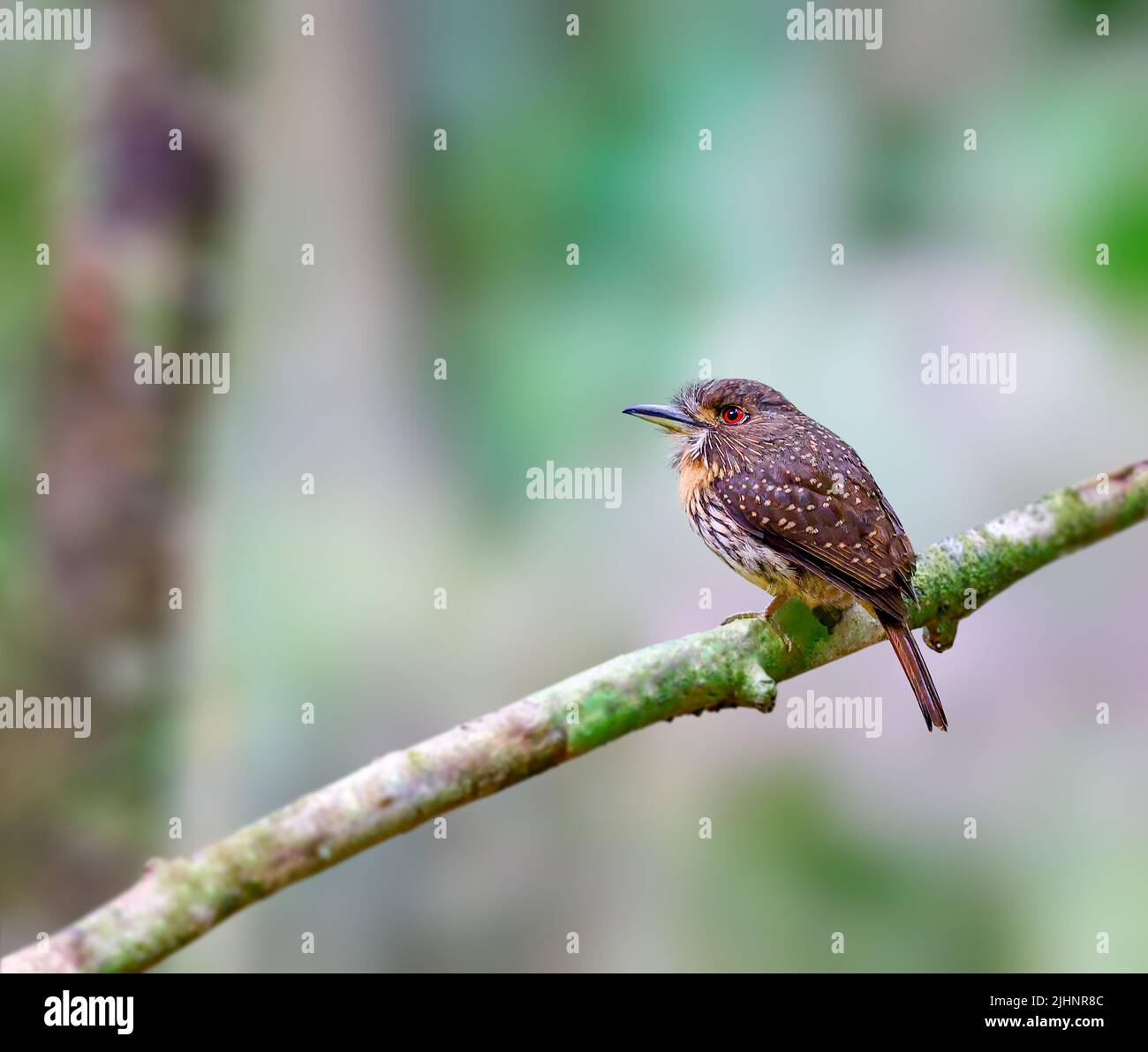 Puffbird bianco whisky nella fitta foresta sottobosco Foto Stock