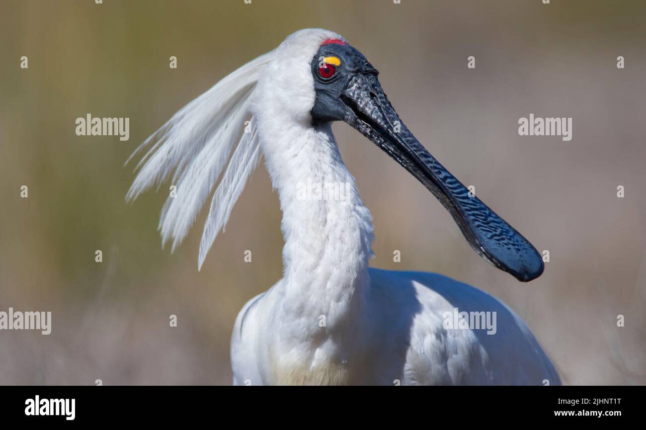 Royal Spoonbill, Platalea regia, maschio in matng piumaggio in Outback Queensland Australia paludi con sfondo erba Foto Stock
