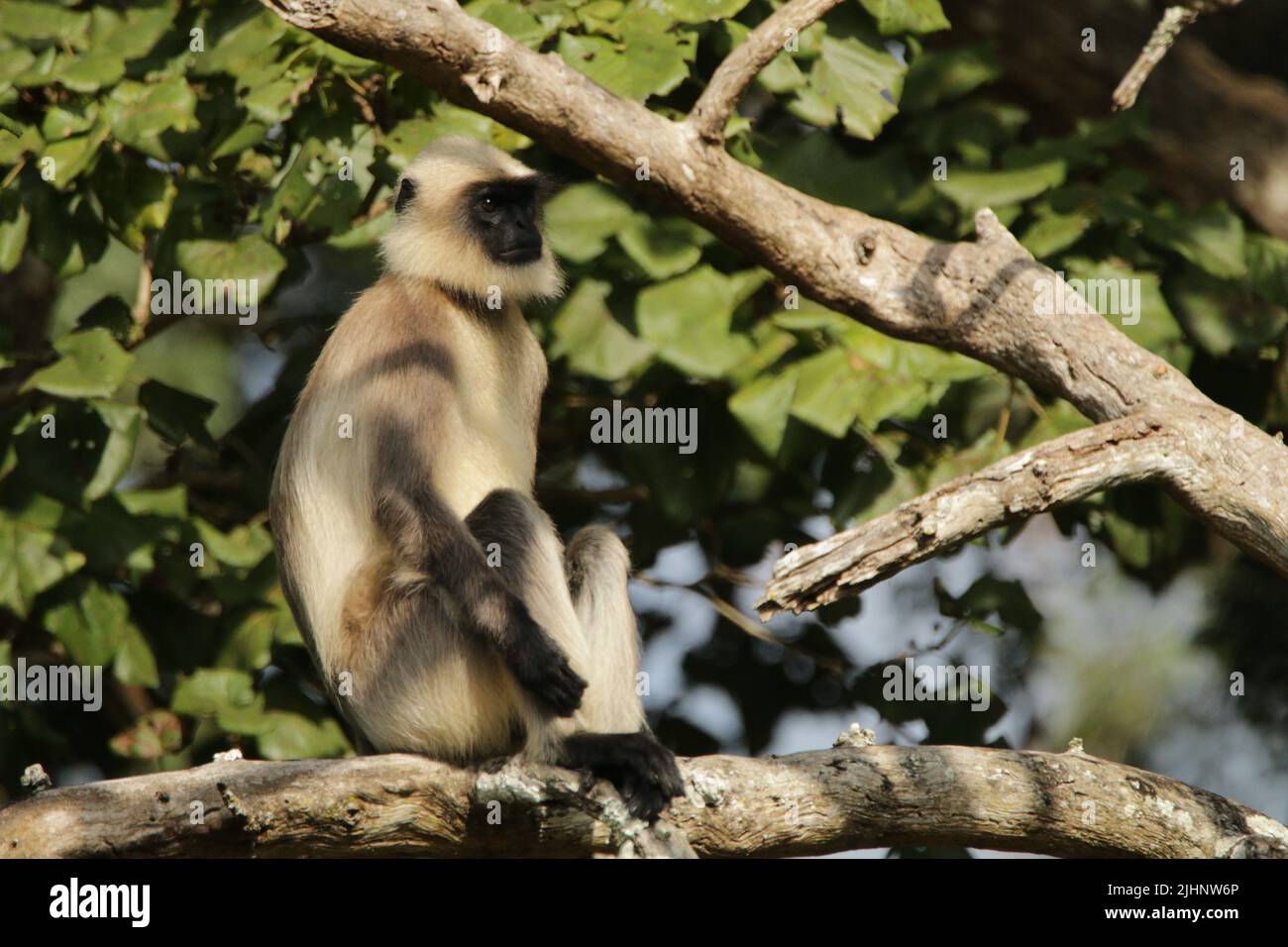 Langar grigio nel Parco Nazionale di Nagarhole, India Foto Stock