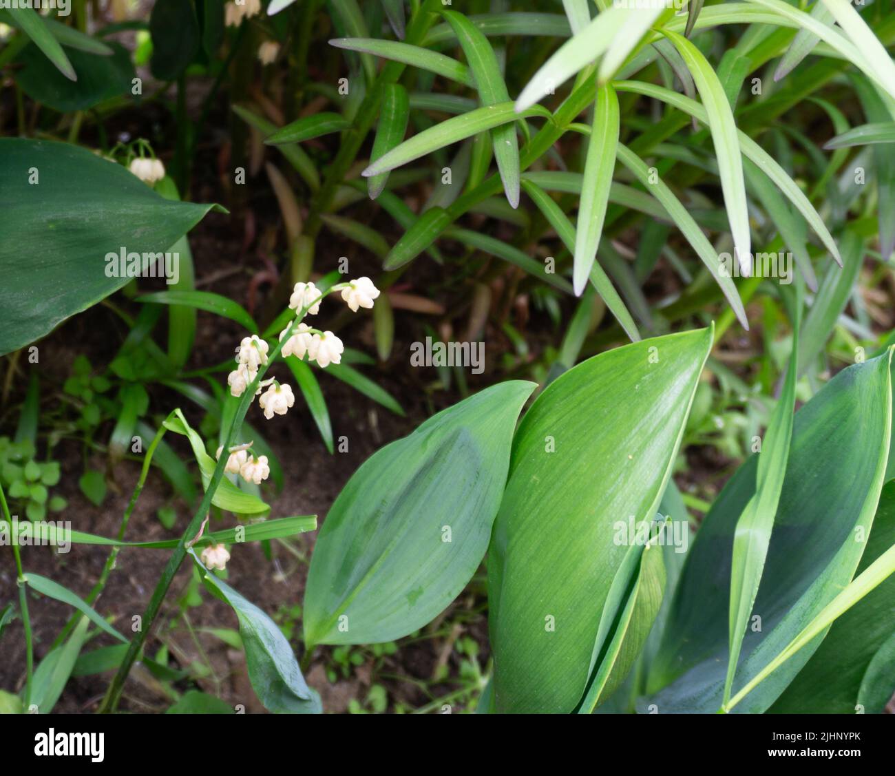 Un piccolo giglio bianco della valle nascosto tra il verde fogliame. Giglio estivo fiorito della valle Foto Stock