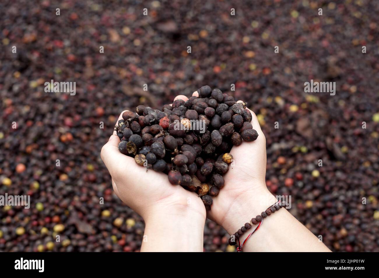 Ciliegie di caffè, fagioli di caffè, frutta di caffè, piantagione di caffè tradizionale, asciugare il caffè nel processo del sole Foto Stock