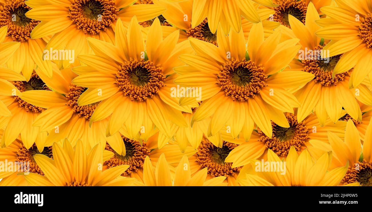 Modello di girasole, modello di fiori gialli Foto Stock