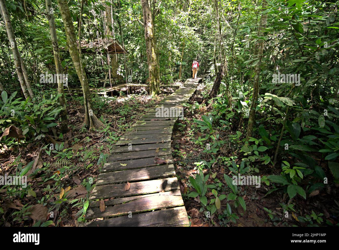 Un ranger del parco nazionale che cammina su un sentiero di legno attraverso la foresta di pianura nella Riserva Naturale di Sangkima, una parte del Parco Nazionale di Kutai a Kalimantan Est, Indonesia. Foto Stock