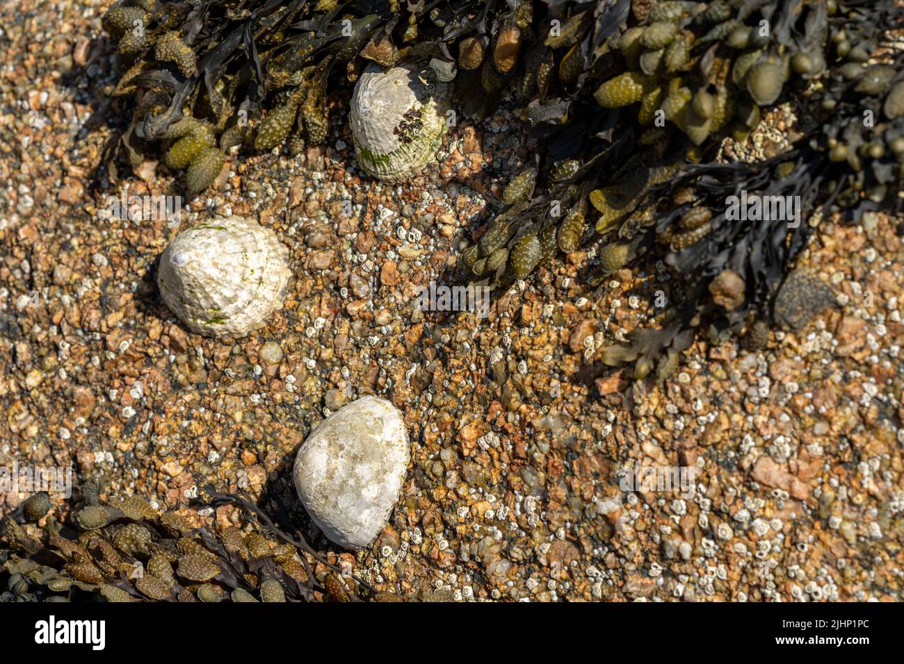 Limmet. Le lumache acquatiche del mare si sono bloccate su una roccia sulla costa del Regno Unito a bassa marea. Foto Stock