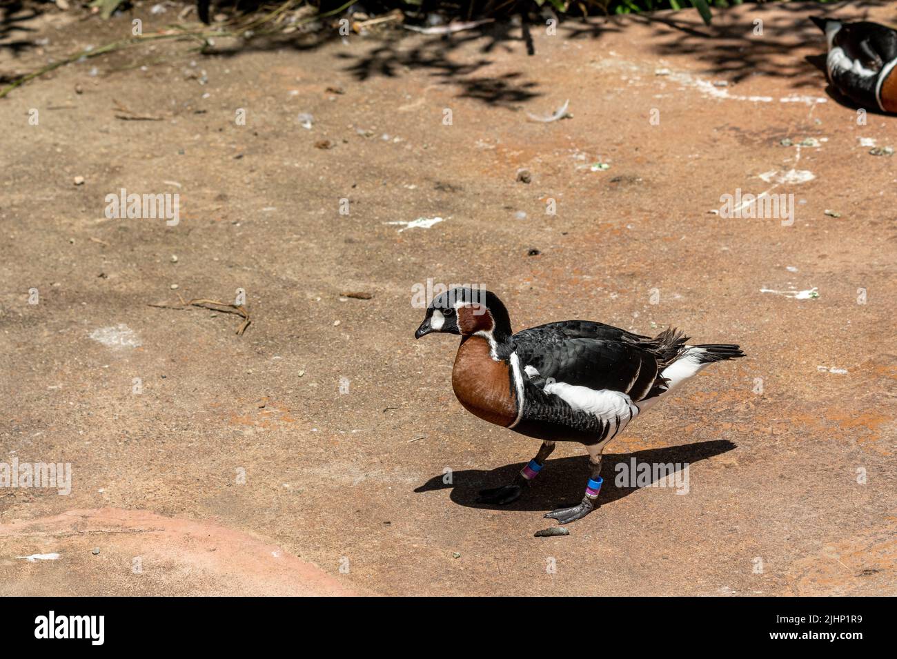 Un'oca prigioniera arrostita, Branta ruficollis allo zoo di Jersey. Foto Stock