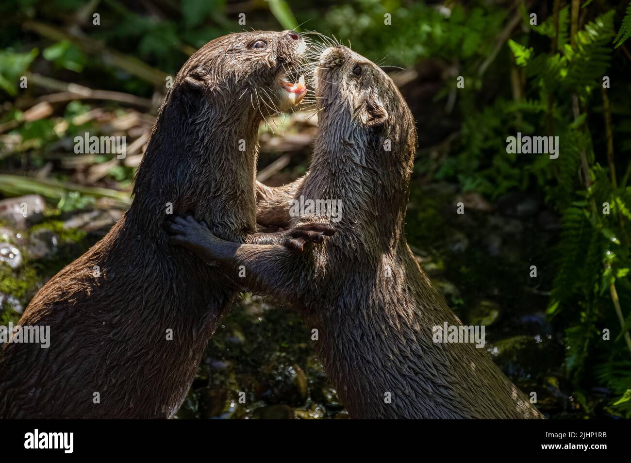 Due lontre asiatiche, Lutra lutra nuota e gioca a combattere su una riva del fiume con acqua limpida nelle isole britanniche. Foto Stock