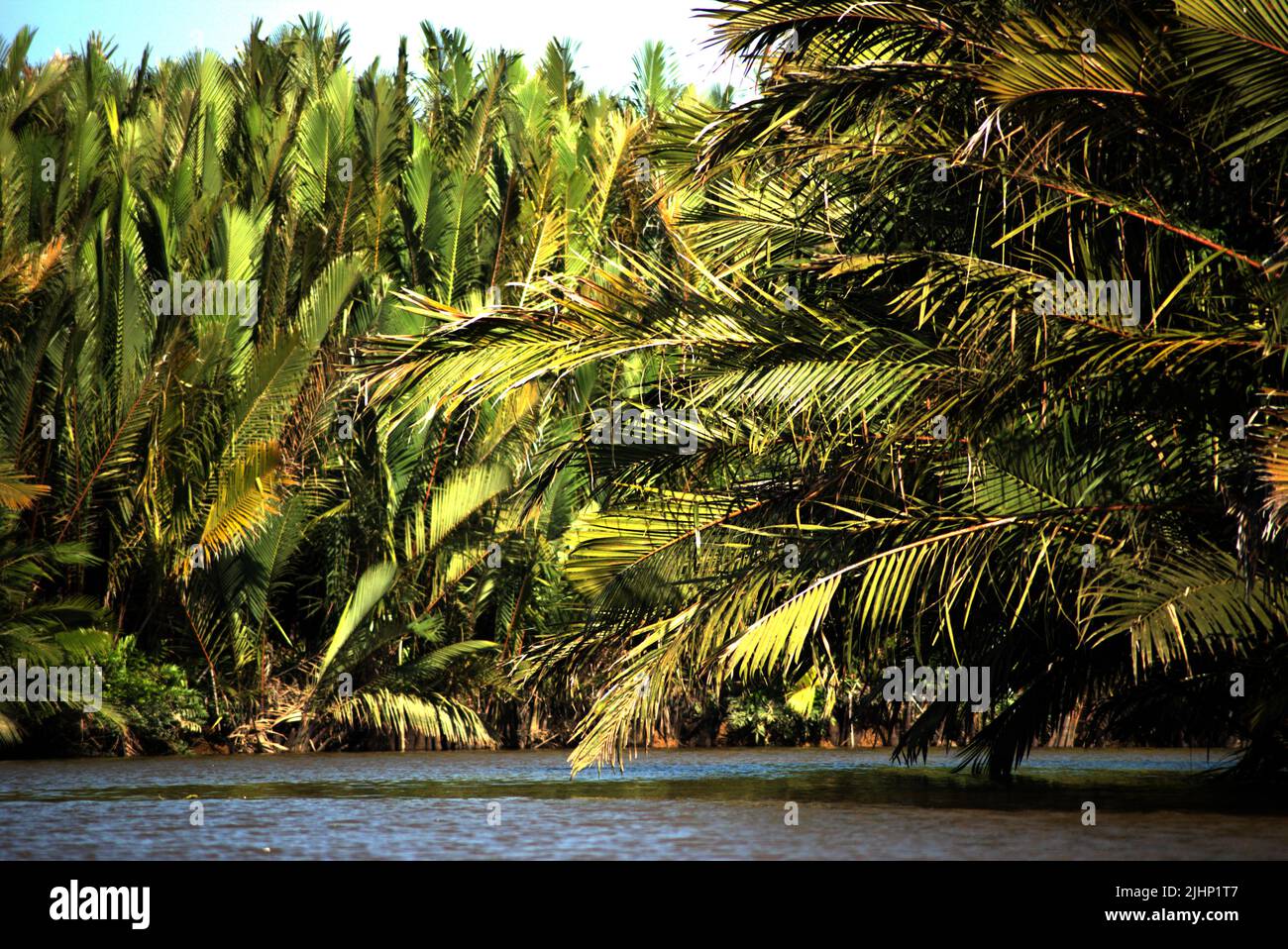 Nipa Palms (Nypa fruticans) sulla riva del fiume Sangatta nel Kutai orientale, Kalimantan orientale, Indonesia. Foto Stock
