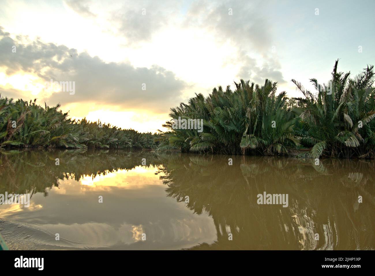 Nipa Palms (Nypa fruticans) sulla riva del fiume Sangatta nel Kutai orientale, Kalimantan orientale, Indonesia. Foto Stock