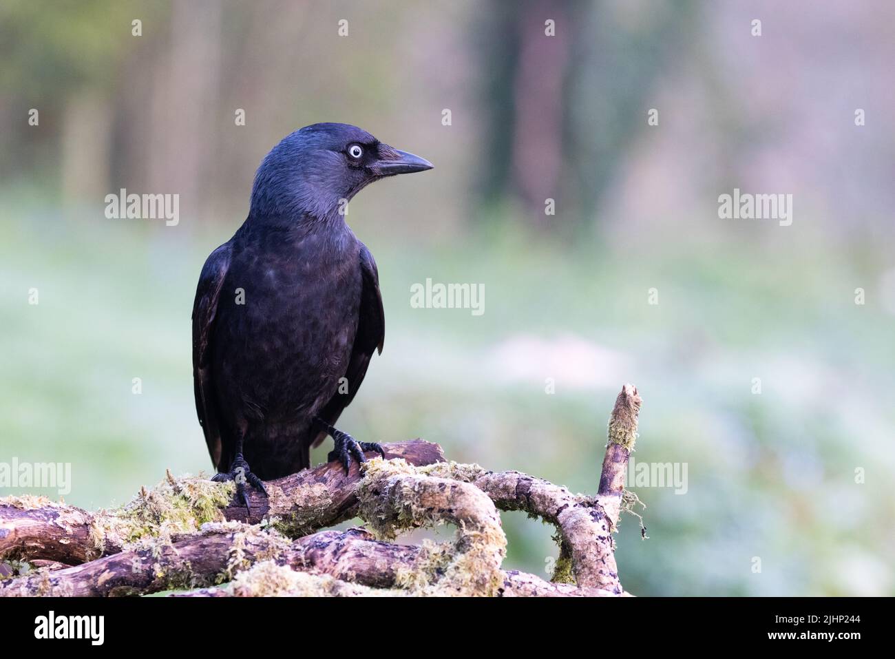 Jackdaw [ Corvus monedula ] su vecchi tronchi Foto Stock