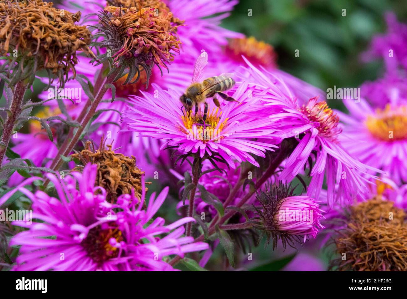 L'ape europea del miele che alimenta il fiore, l'aster del New England, l'aster rosa di Novae-angliae Foto Stock
