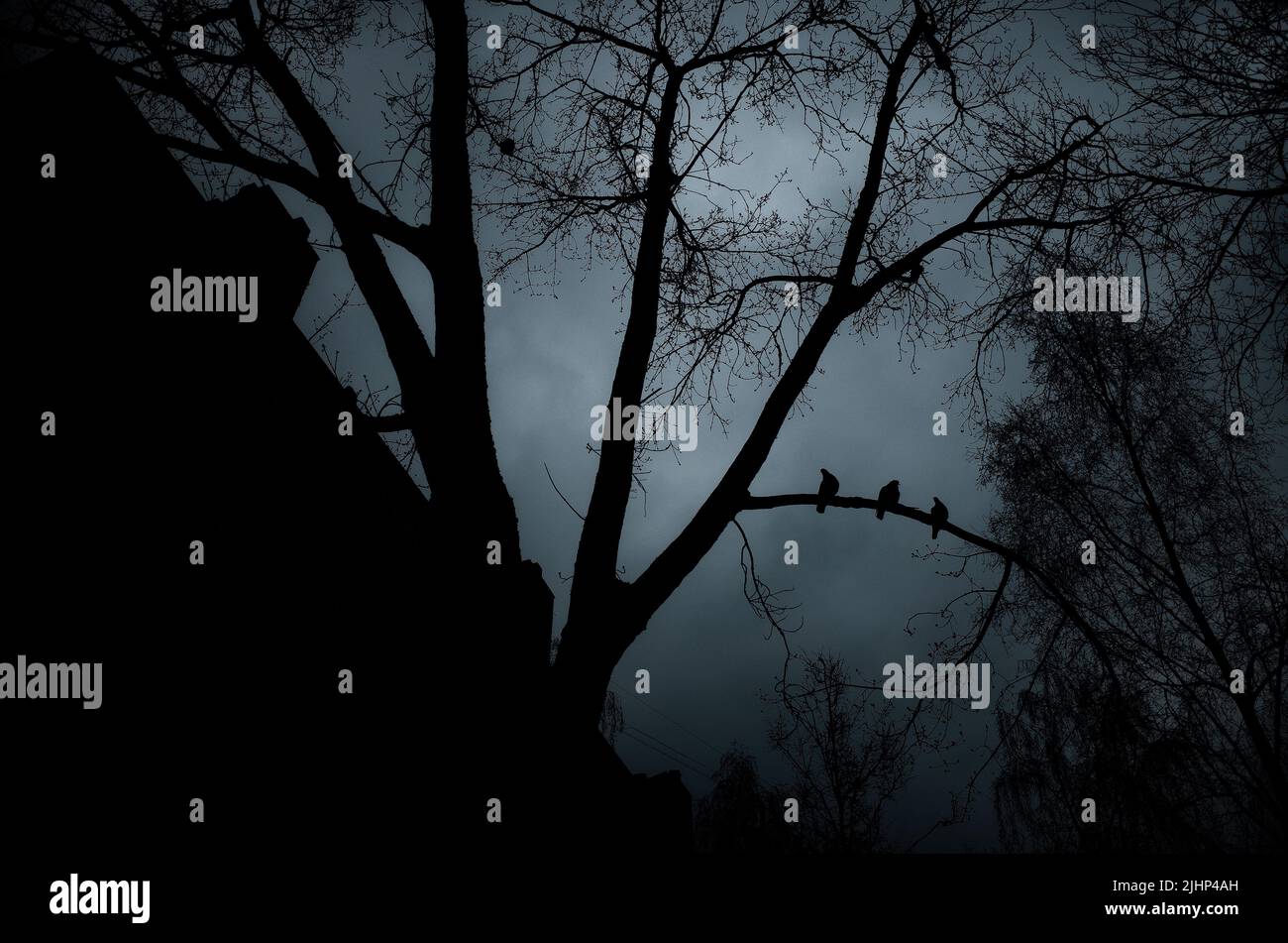 Gli uccelli siedono su un ramo di albero. Intorno alle sagome di case e alberi. La città si tuffò nel buio. L'ansia si è congelata nell'aria. Foto Stock