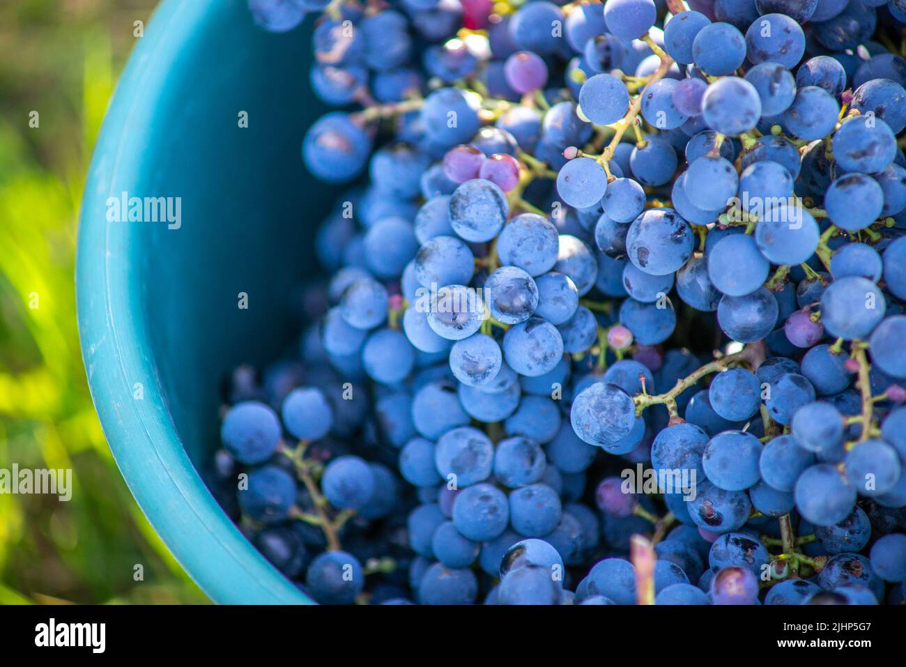 Secchio di uve durante la raccolta in vigna. Il nome dell'uva Cabernet Franc in gabbia durante la stagione del raccolto, in Ungheria Foto Stock