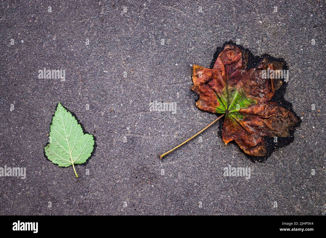 Due foglie su una strada asfaltata. Un verde fresco e uno piccolo Foto Stock