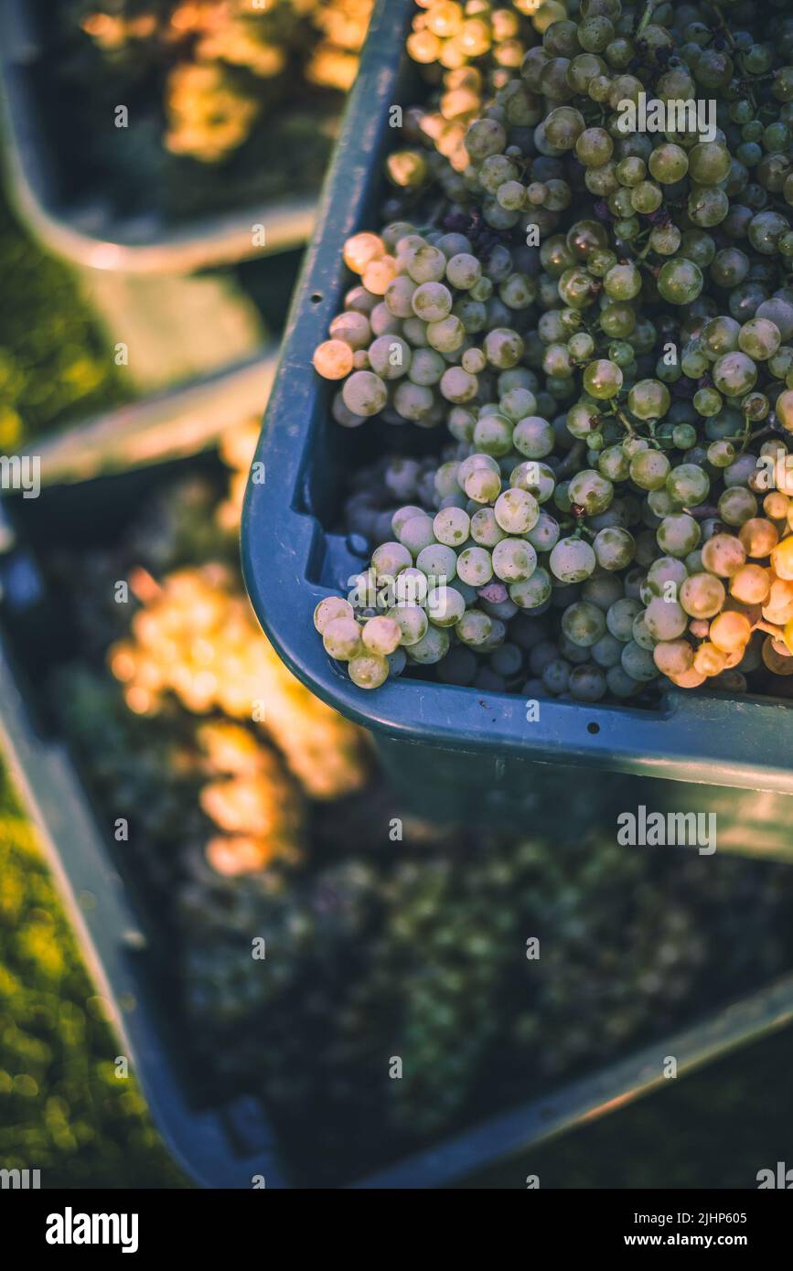 Green uve del vitigno. Le uve per la produzione di vino nella Raccolta di cassa. Una vista dettagliata di una vigna in un vigneto in autunno, Ungheria Foto Stock