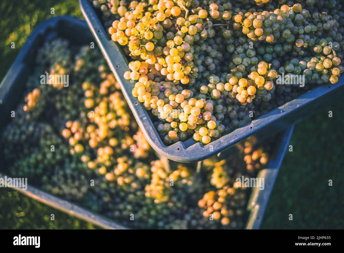 Green uve del vitigno. Le uve per la produzione di vino nella Raccolta di cassa. Una vista dettagliata di una vigna in un vigneto in autunno, Ungheria Foto Stock