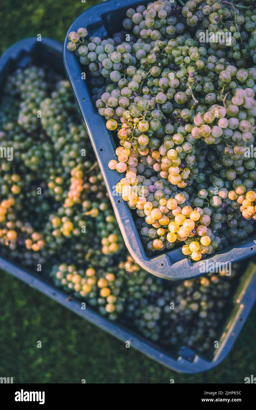Green uve del vitigno. Le uve per la produzione di vino nella Raccolta di cassa. Una vista dettagliata di una vigna in un vigneto in autunno, Ungheria Foto Stock