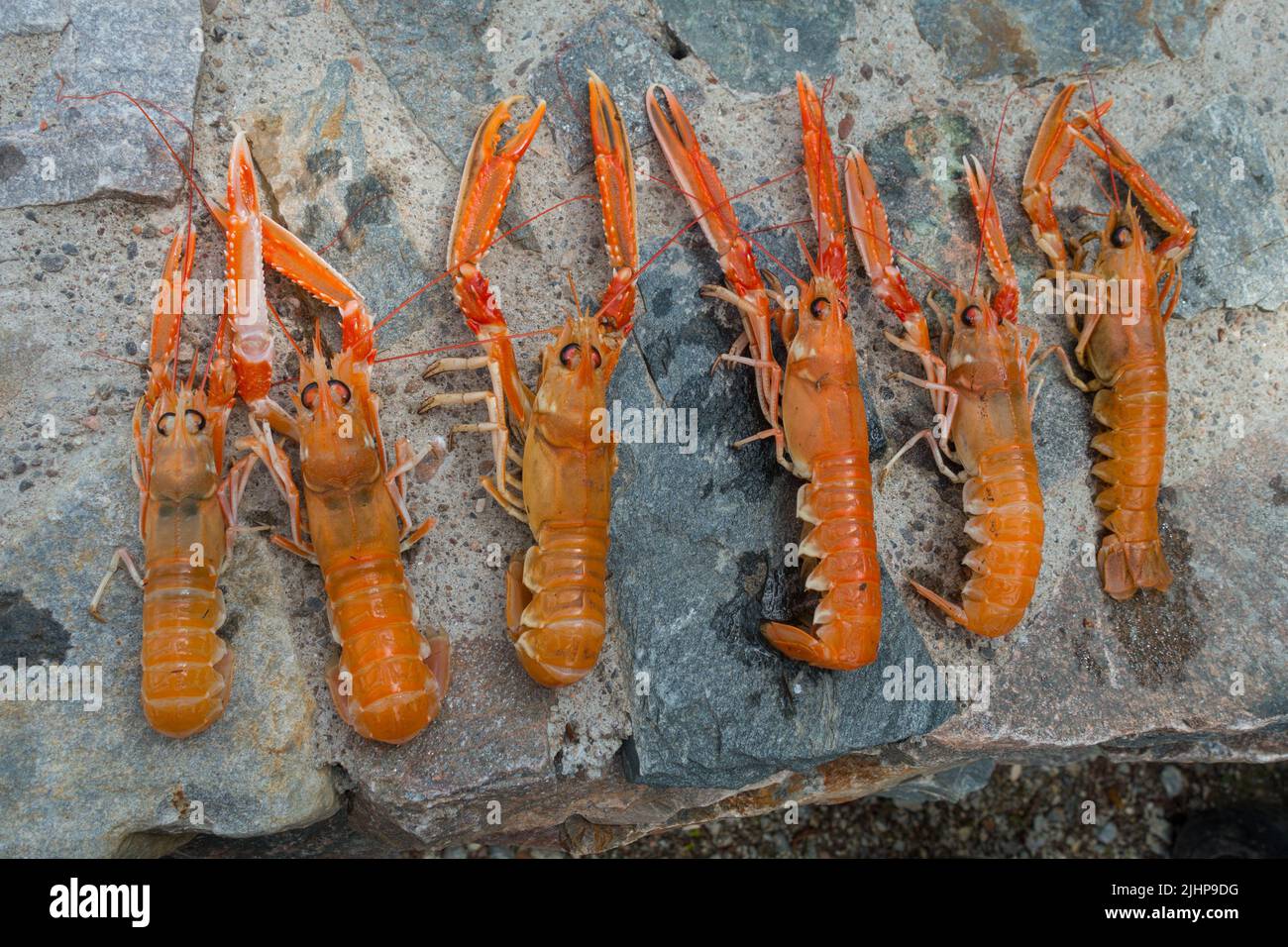 Langoustine fresco catturato (Nephrops norvegicus) su un muro di pietra, Scozia, Regno Unito. Foto Stock