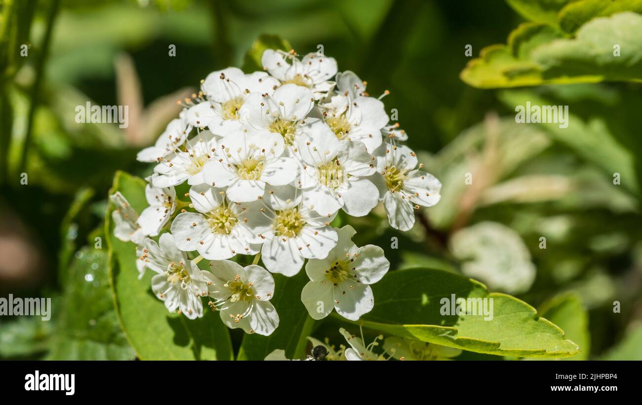Un macro colpo della fioritura bianca di un cespuglio spiraea vanhouttei. Foto Stock