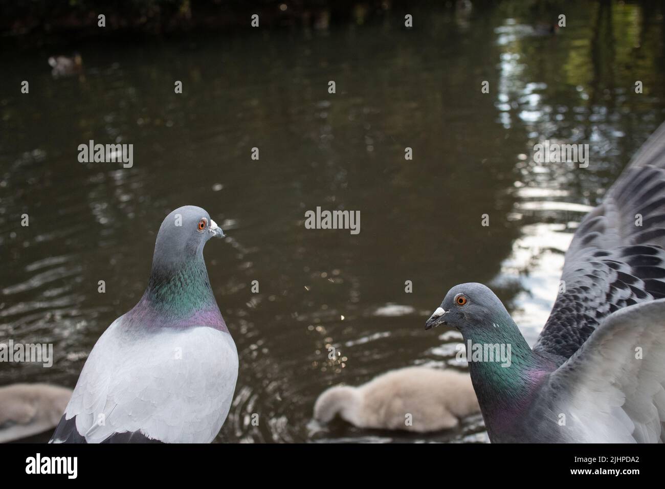 Pond Life a Queens Park, Brighton Regno Unito Foto Stock