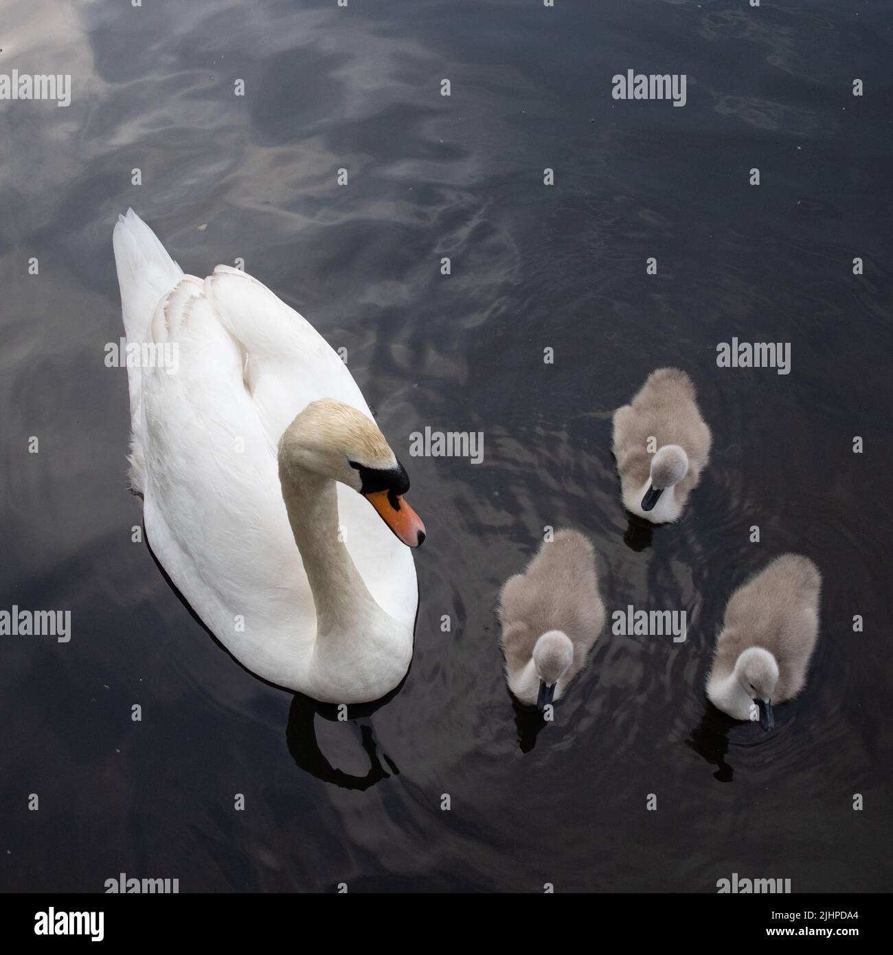 Pond Life in Queens Park, Brighton Regno Unito con cigni e s. Foto Stock