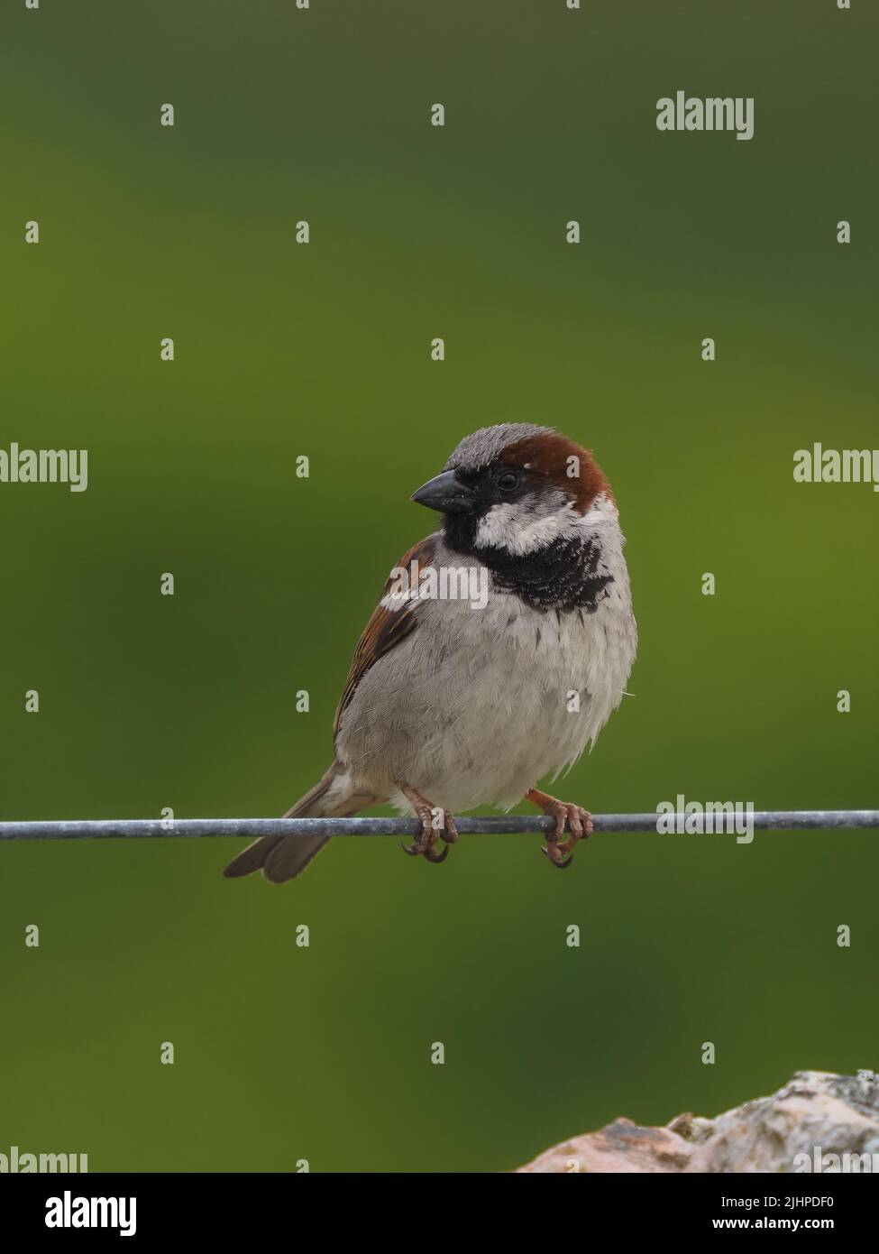 I passeri della casa stanno declinando in molte zone, ma sono trovati spesso in famiglia o partiti comunali. Foto Stock