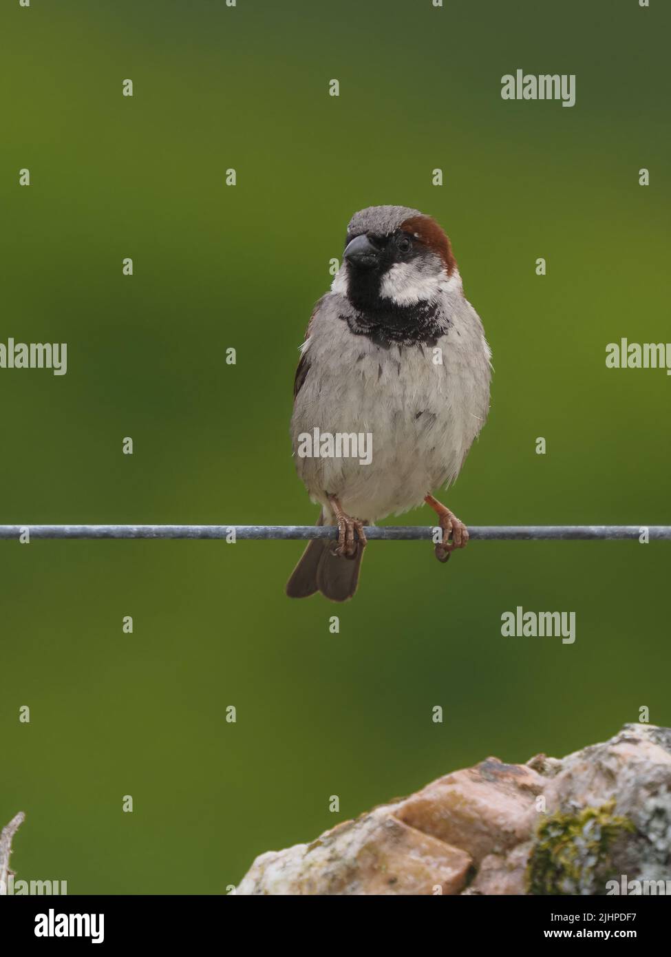 I passeri della casa stanno declinando in molte zone, ma sono trovati spesso in famiglia o partiti comunali. Foto Stock