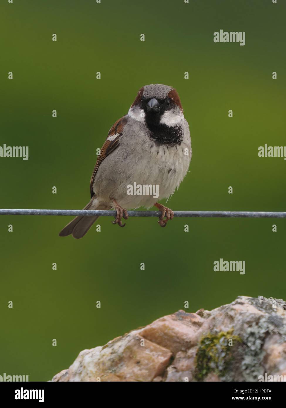 I passeri della casa stanno declinando in molte zone, ma sono trovati spesso in famiglia o partiti comunali. Foto Stock