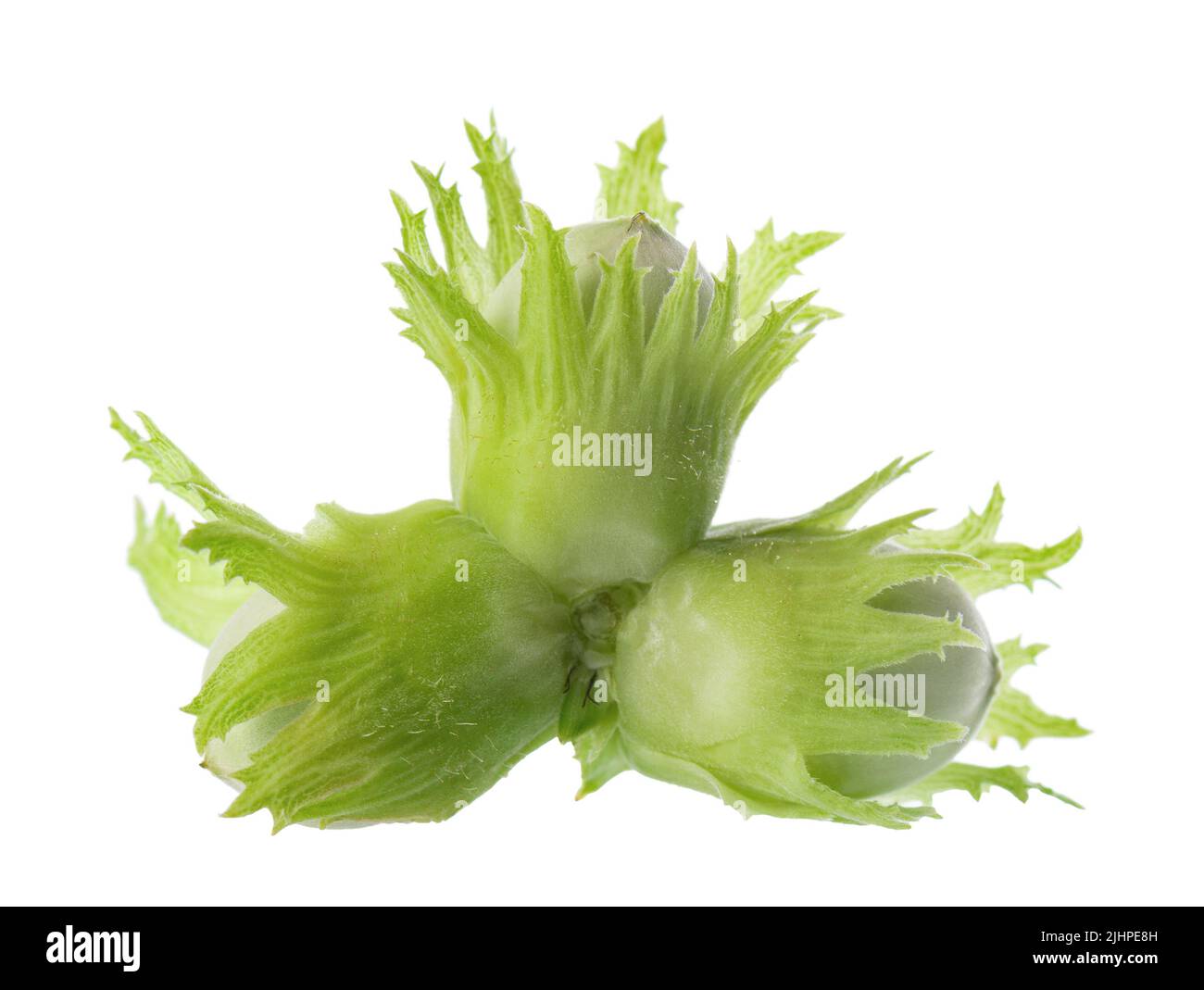 Nocciole verdi isolate su sfondo bianco. Frutta fresca verde unmature di nocciola comune. Corylus avellana Foto Stock