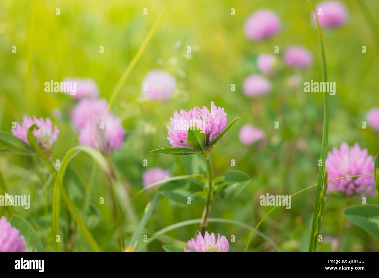 Fiore di trifoglio rosa (Trifolium) in un prato in primavera. Foto Stock