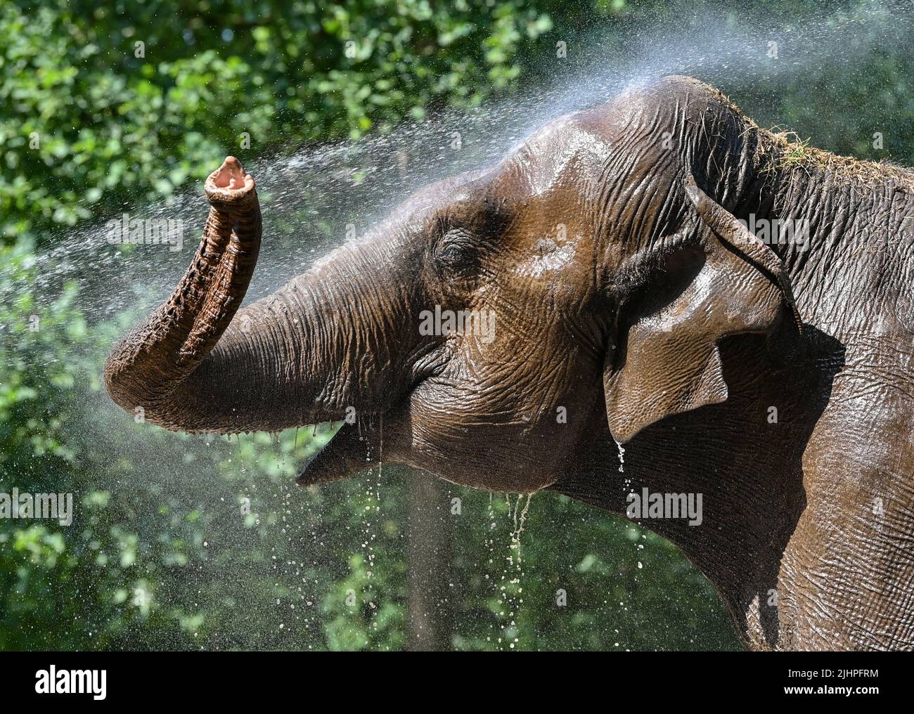 Cottbus, Germania. 20th luglio 2022. Un getto d'acqua è usato per raffreddare la signora asiatica dell'elefante Sundali al Cottbus Zoo. Il custode degli animali Yvonne Weigelt si occupa di Sundali di 54 anni per circa 30 anni. Quando le temperature superano i 30 gradi Celsius, il pachiderm preferisce rimanere all'ombra o immediatamente nella casa degli elefanti più fredda. A queste temperature calde, Sundali beve circa 200 litri d'acqua al giorno. Credit: Patrick Pleul/dpa/Alamy Live News Foto Stock