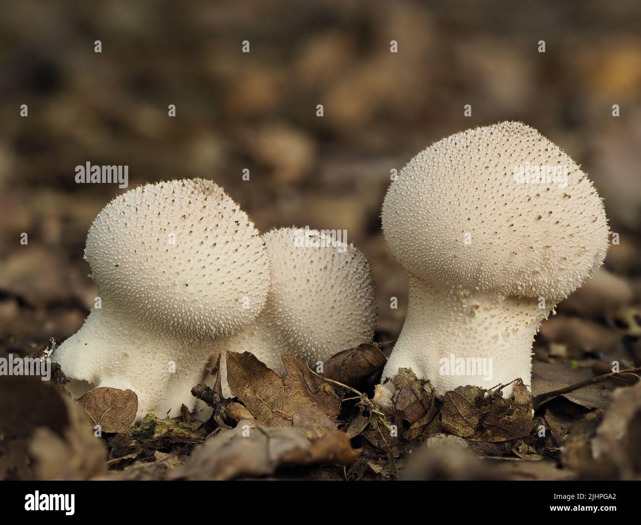 Comune funghi Puffball, (Lycooperdon perlatum), Blean Woodlands, Kent UK, immagine messa a fuoco impilata Foto Stock