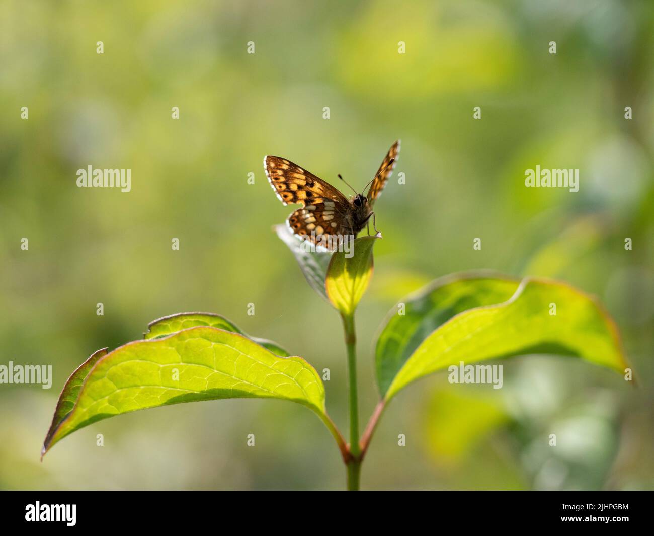 Duke of Burgundy Butterfly, (Hamearis lucina), Bonsai Woodlands, Kent UK, UK specie prioritarie, Specie europee minacciate Foto Stock