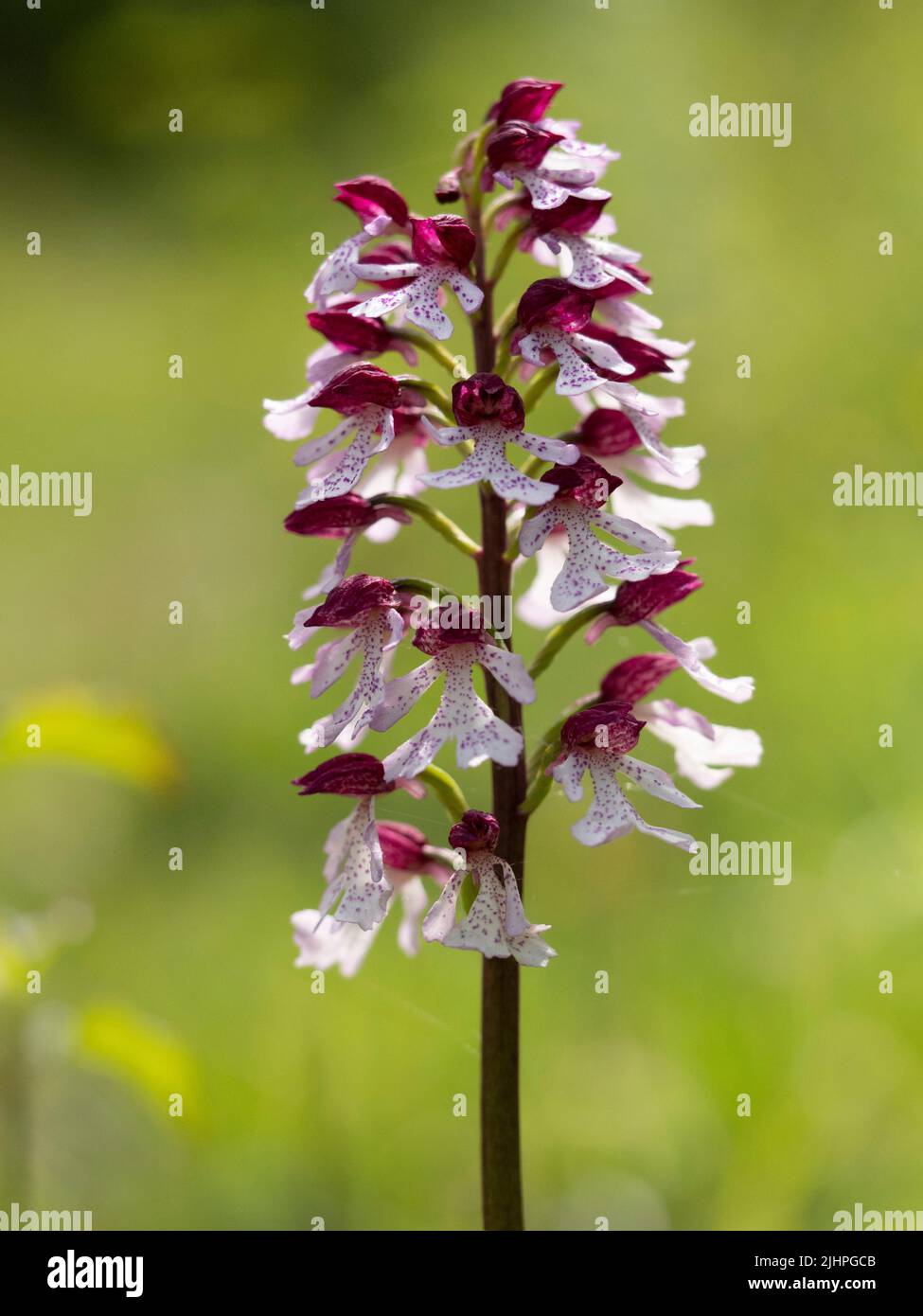 Lady Orchid (Orchis purpurea) in fiore, Bonsai Woodlands, Kent, protetto Foto Stock