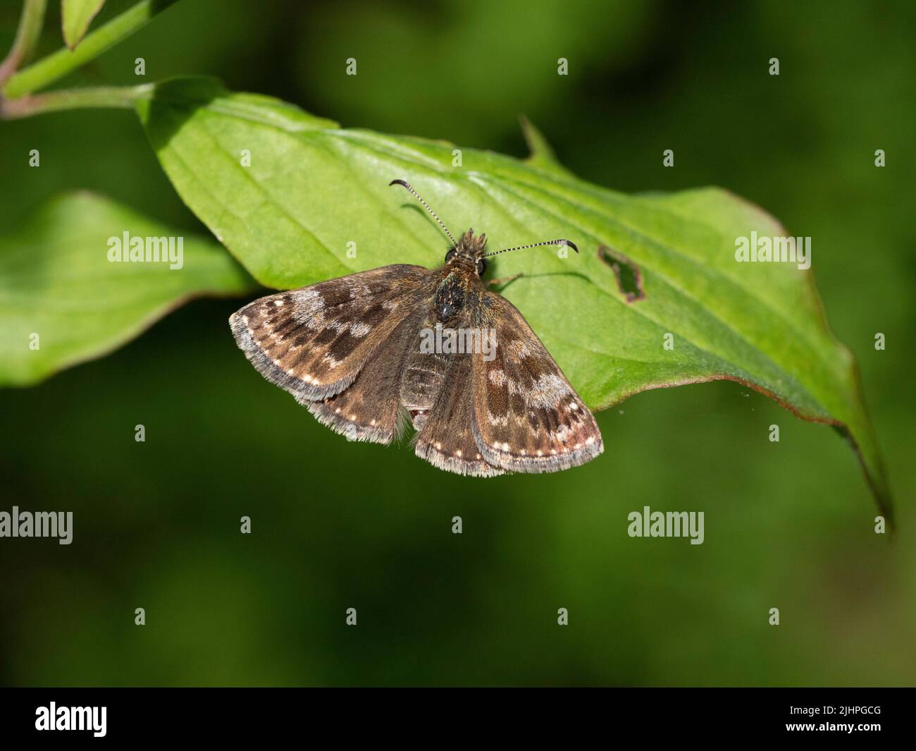 Dingy Skipper Butterfly, (Erynnis Cottage), Bonsai Woodlands, Kent Regno Unito, stato di alta priorità Foto Stock
